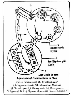 1232_changes in the malarial parasite.png